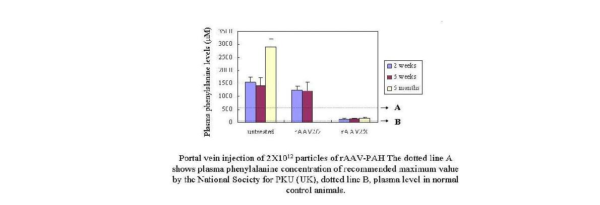 rAAV2/8-hPAH를 portal vein injection한 female PKUmouse에서의 plasma phenylalanine 농도의 변화
