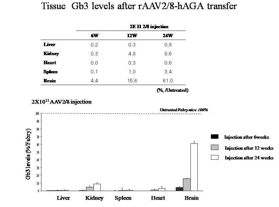 rAAV2/8-hAGA가 주입된 Fabry mouse에서의 각 조직에서의Gb3 농도