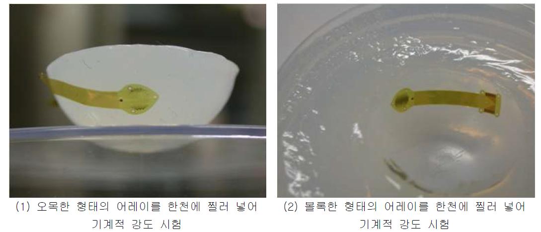 Agar를 이용한 부착 실험 결과