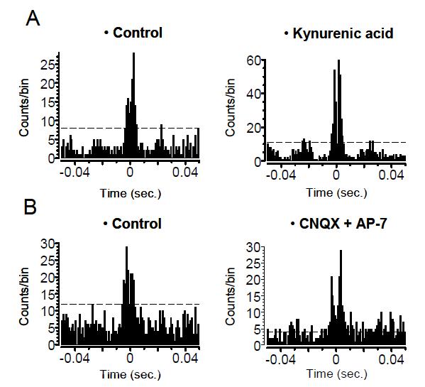 글루타메이트 수용체 저해제 처리 후에도 유지되는 중대역 상관 (A) 왼쪽: Control, 오른쪽: 100 uM kynurenic acid 처리 후. (B) 왼쪽: Control, 오른쪽: 50 uM CNQX (AMPA/Kinate 수용체 저해제) and 100 uM AP-7 (NMDA 수용체 저해제) 처리 후. 점선은 99% confidence limit을 표시 (bin: 1 ms). A와 B는 서로 다른 표본.