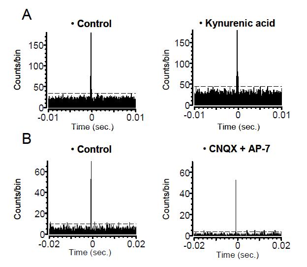 글루타메이트 수용체 저해제인 kynurenic acid 처리 후에도 유지되는 협대역 상관 (A) 왼쪽: Control, 오른쪽: 100 uM kynurenic acid 처리 후. (B) 왼쪽: Control, 오른쪽: 50 uM CNQX and 100 uM AP-7 처리 후. Dashed line indicates 99% confidence limits (bin: 0.8 msec). 점선은 99% confidence limit을 표시 (bin: 1 ms). A와 B는 서로 다른 표본.