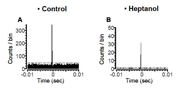 Heptanol 처리 후 부분적으로 차단된 협대역 상관 (bin: 0.8 msec). (A) Control. (B) 1 mM Heptanol 처리 후. 점선은 99% confidence limit을 표시 (bin: 1 ms).