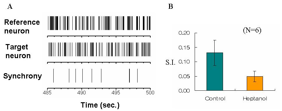 synchronization index (S.I.)로 정량화한 협대역상관의 정도 (A) raster plot상의 협대역상관.(B) 1 mM heptanol 처리 후 S. I. 감소.