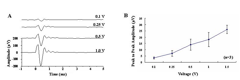 (A) 변성망막에서 전압세기 변화 자극 (0.1 V ~3 V)에 의해 유발된 신경절세포의 반응(자극시간은 100 us로 고정). (B) 전압변화 자극에 의한 peak to peak amplitude curve.