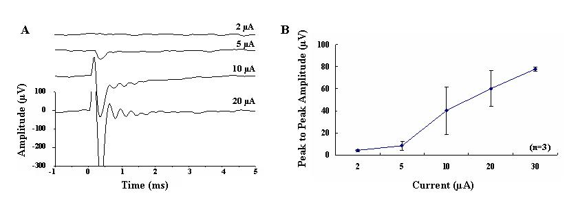 (A) 변성망막에서 전류세기 변화 자극 (2 ~ 60 uA)에 의해 유발된 신경절세포의 반응 (자극시간은 100 us로 고정.). (B) 전류변화 자극에 의한 peak to peak amplitude curve.