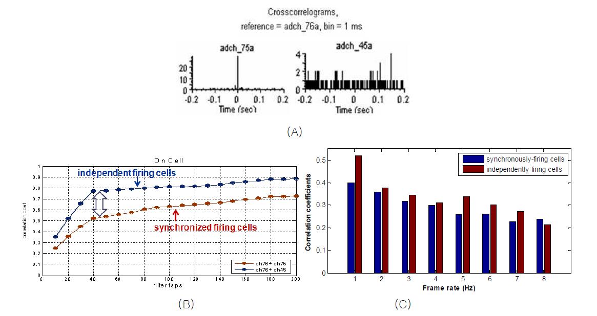 (A) 하나의 세포를 기준으로 동기화된 흥분을 보이는 세포(좌)와 독립적인 흥분을 하는 세포 (우)의 cross-correlogram. (B) cross-correlation 분석을 통해 구분된 세포를 이용한 디코딩결과. (C) ON-OFF 자극뿐만 아니라 다양한 바이너리 랜덤 자극에 대해서도 독립적인 세포그룹을 이용한 디코딩 결과가 더 우세함을 보임.