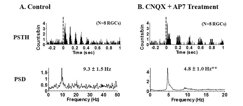 글루타메이트 시냅스 차단효과. 글루타메이트 차단제인 CNQX와 AP-7 처리 전(A) 약 10 Hz의 주기로 나타나는 신경절세포 반응의 피크가 차단 후 (B) 약 5 Hz대로 감소하는 것을 확인.