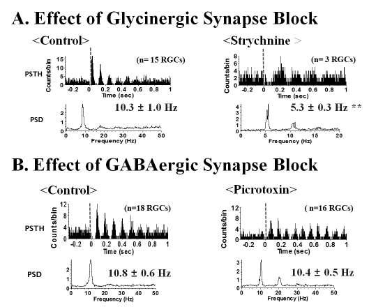(A) 글라이신 시냅스 차단 시 PSTH 상에서 신경절세포 반응의 주기가 약 10 Hz에서 5 Hz로감소함을 확인하였으나 GABA 시냅스 차단 시(B)에는 주기의 변화가 없었음.