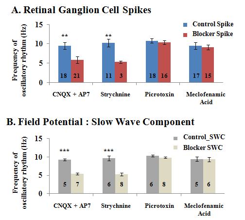 약물 처리 전·후 SWC와 망막신경절 스파이크 반응 주기의 비교. 글루타메이트 시냅스 차단제인 CNQX, AP-7과 글라이신 시냅스 차단제인 strychnine 처리 시 망막신경절세포 스파이크의 주기와 서파의 주기가 유의한 수준으로 감소함을 확인.