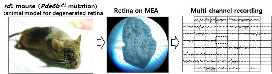 (A) 색소성 망막염 (retinitis pigmentosa) 동물모델인 rd1 mouse (B) 64 채널 다채널전극에 부착된 망막 패치 (C) 다채널 전극에 부착된 망막으로부터 기록되는 신경신호