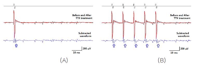 TTX 약물처리를 통해 아티팩트를 제거하는 template subtraction 방법을 통해 early-phase response를 검출한 결과. (검은선: 약물처리전의 신경신호, 붉은선: 약물처리후 신경신호가 억제된 결과, 파란선: 아티팩트가 제거된 결과) (A) inter-pulse interval: 500 ms, (B) inter-pulse interval: 10 ms.