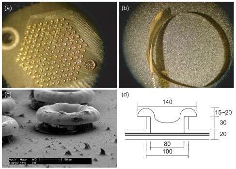 제작된 돌출형 전극 구조물의 모습 (왼쪽 위) 제작 후 전극 구조물의 머리 부분을 확대한 현미경 사진 (오른쪽 위) 전극 구조물의 전체적인 형태 (왼쪽 아래) 전극 구조물 의 사이트 부분을 확대한 FE-SEM 사진 (오른쪽 아래) 전극 사이트 단면 치수
