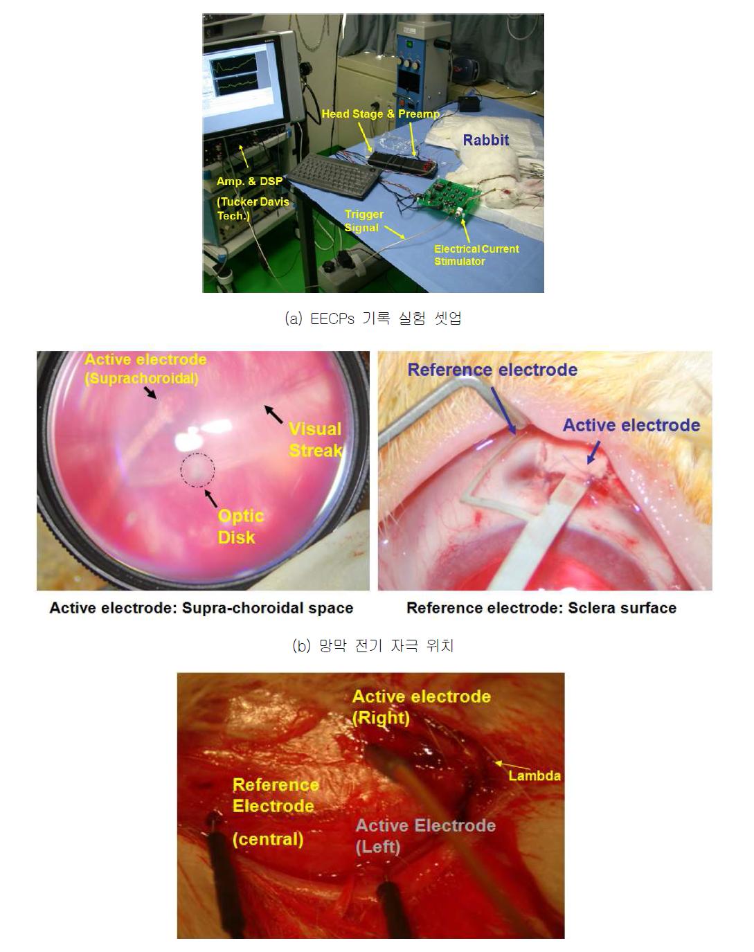망막 전기 자극 및 EECPs 기록 실험