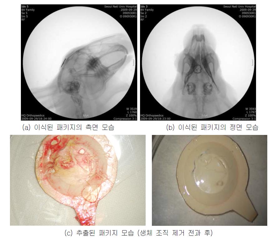 토끼에 이식된 시스템 패키지