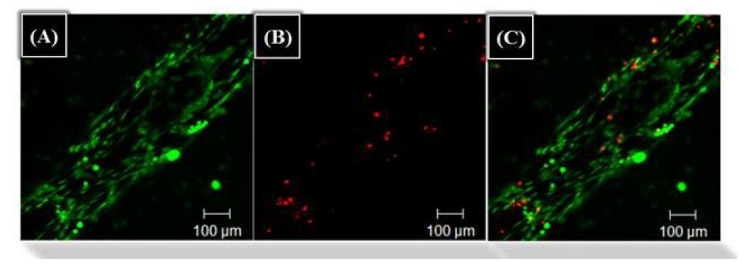 PCL/HA scaffold의 Live/Dead assay(A) Live cells (B) Dead cells (C) Merge