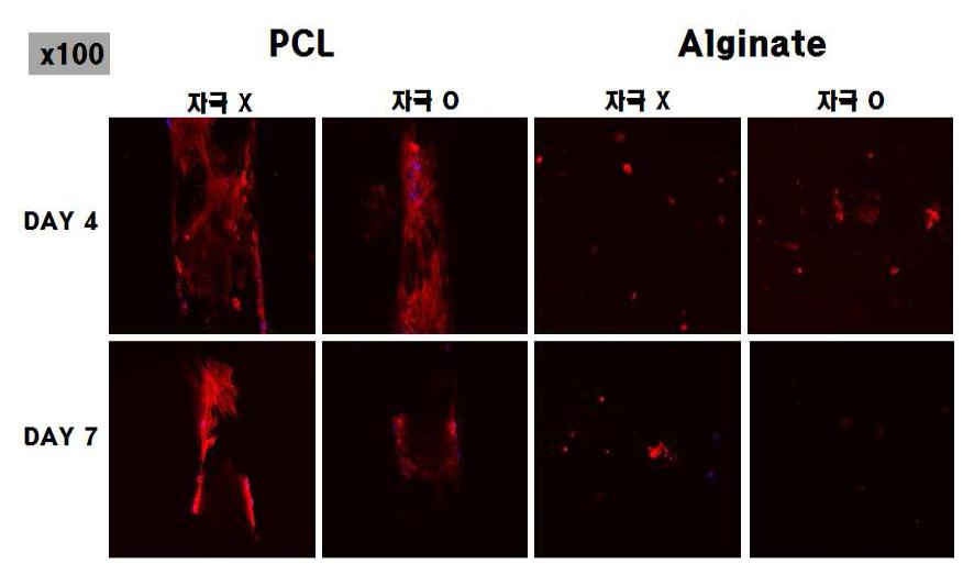 배양 기간 중 cell morphology