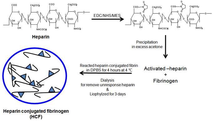 Heparin이 결합된 Fibrin gel 제작