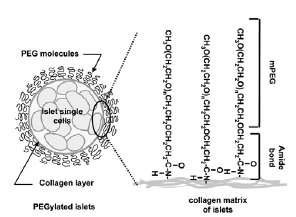 췌도세포를 감싼 PEG구조