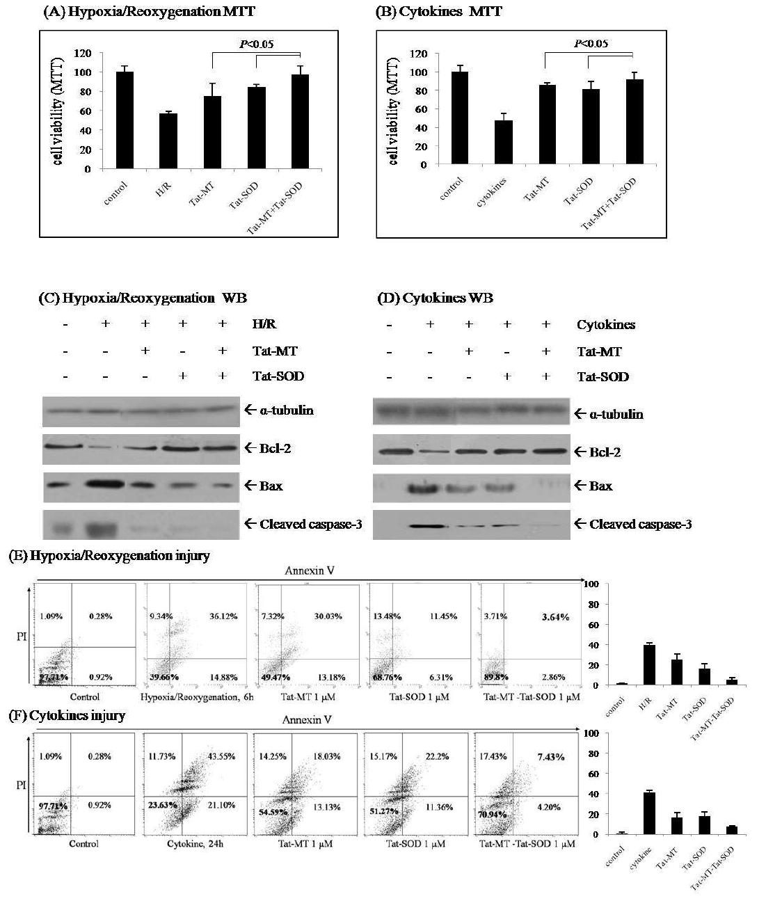 항산화제의 처리로 인한 Hypoxia와 cytokine에서 세포생존율의 증가