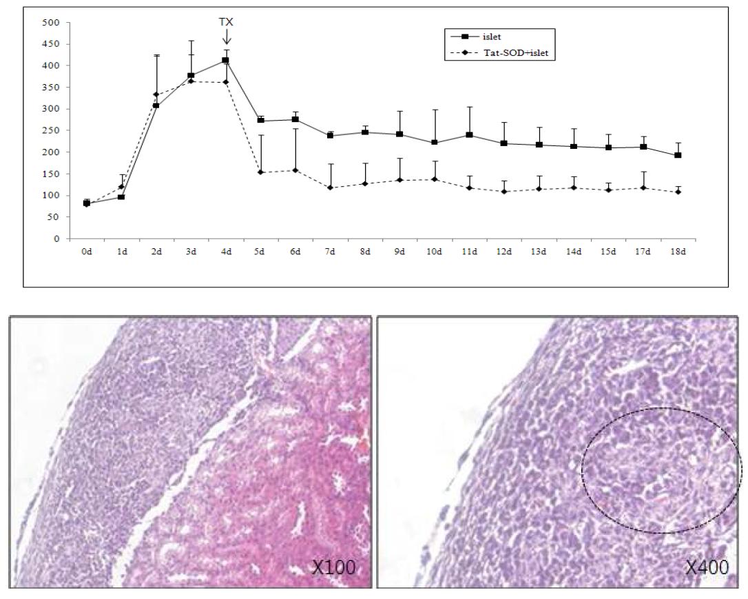 누드 마우스에 항산화 단백질을 전처리한 췌도이식후 혈당 변화 및 H&E staining