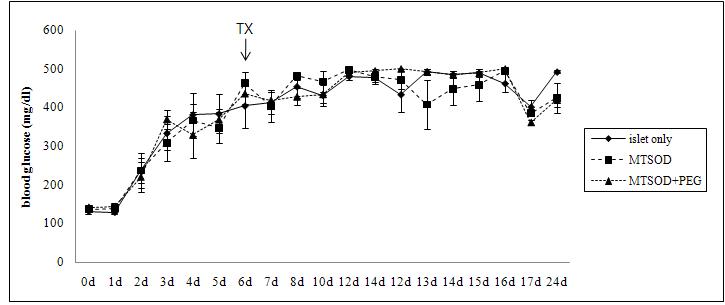 이종이식으로 본 항산화제와 PEGylation된 췌장소도이식의 혈당변화확인