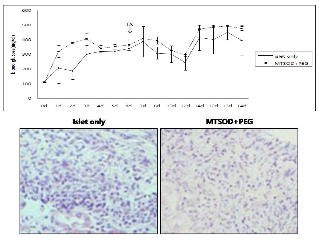 Syngeneic 이식으로 본 항산화제와 PEGylation된 췌장소도이식의 혈당변화