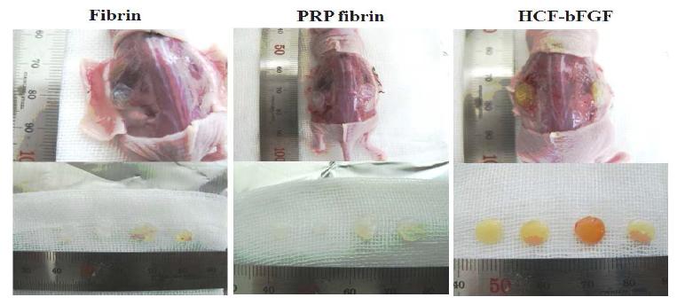 이식 3일 후, 적출한 Fibrin gel의 형태