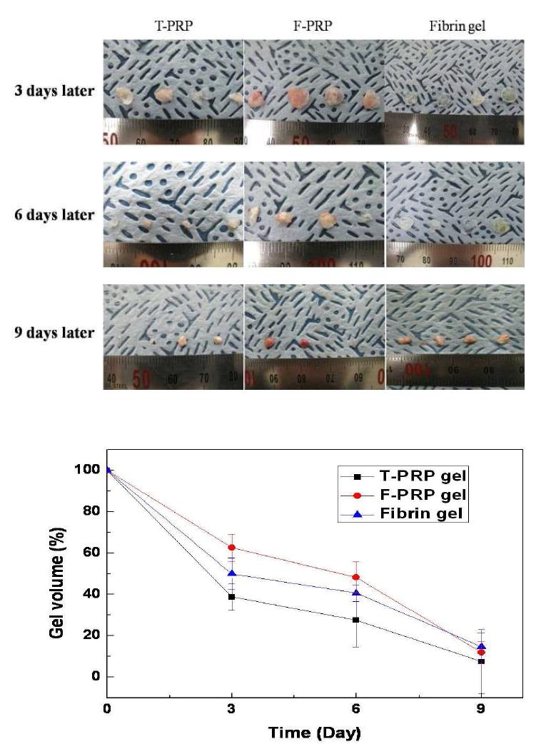 이식 후 9일간 gel의 degradation 속도와 크기비교