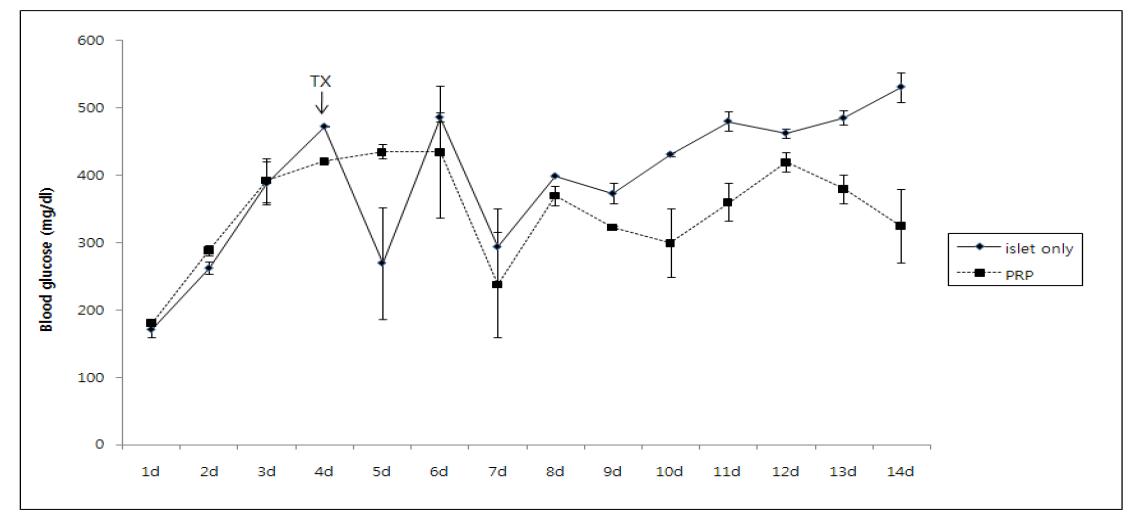 췌도세포와 PRP gel을 이식한 후 혈당변화