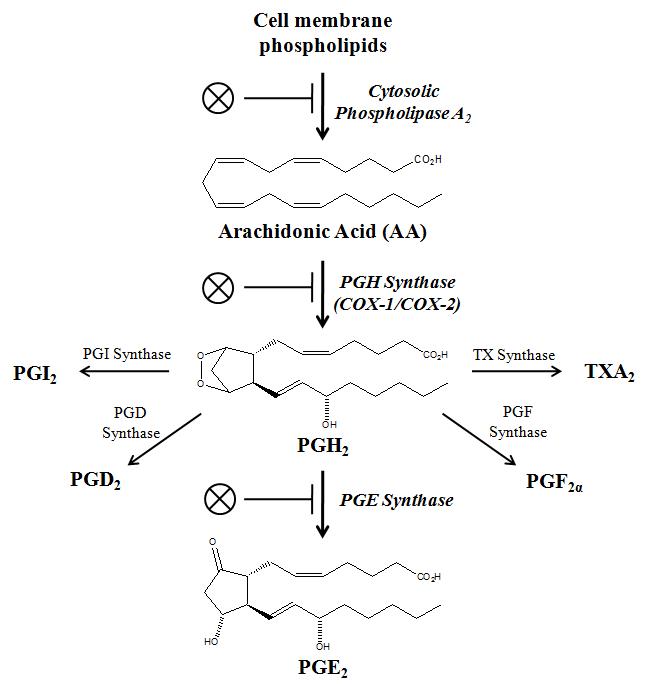 Prostaglandin pathway