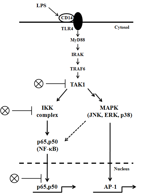 NF-κB pathway