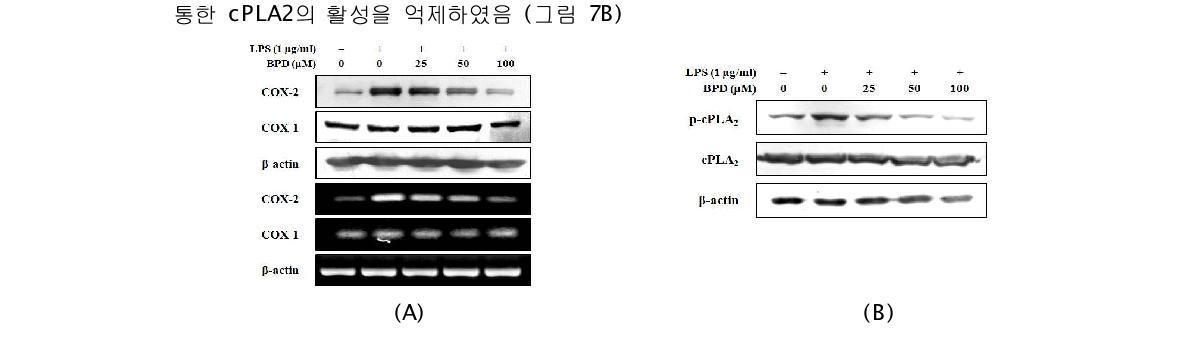 Inhibition of MCR3004 (BPD) on LPS-induced COX-2 expression (A) and cPLA2 phosphorylation (B)