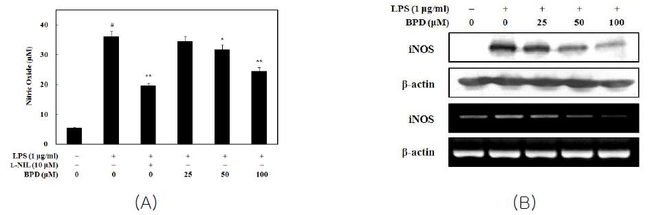 Inhibition of MCR3004 (BPD) on LPS-induced NO production (A) and iNOS expression (B)