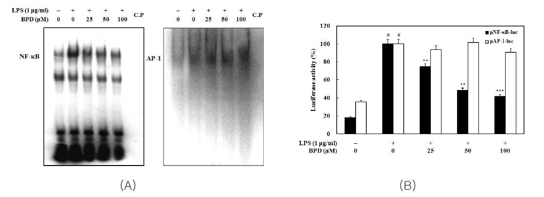 Effects of MCR3004 (BPD) on LPS-induced activation ofNF-κB and AP-1