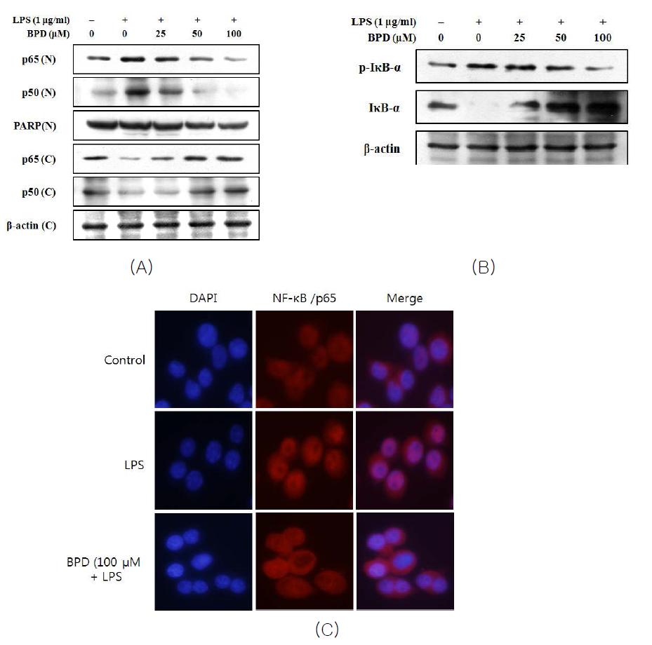 Inhibition of MCR3004 (BPD) on LPS-induced nuclear translocation of NF-κB (A, C) and phosphorylation of IκBα (B)