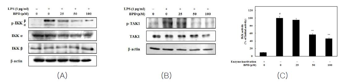 Inhibition of MCR3004 (BPD) on LPS-induced IKKα/β (A)and TAK phosphorylation (C) and IKKβ activity (C)