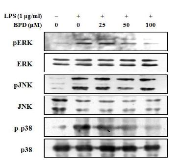 Inhibition of MCR3004 (BPD) on LPS-induced MAPK phosphorylation