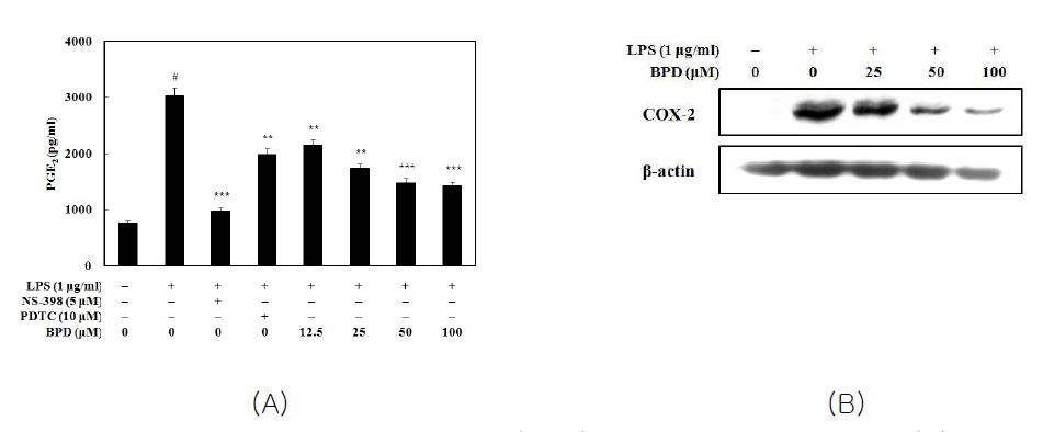 Inhibition of MCR3004 (BPD) on PGE2 production (A) and COX-2 expression (B) in LPS-induced peritoneal macrophages