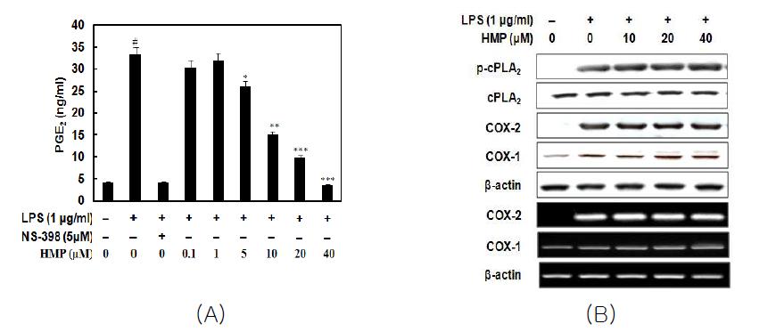 Effect of MCR 3019 (HMP) on LPS-induced PGE2 production (A),COX-2 expression (B), and phosphorylation of cPLA2 (B)