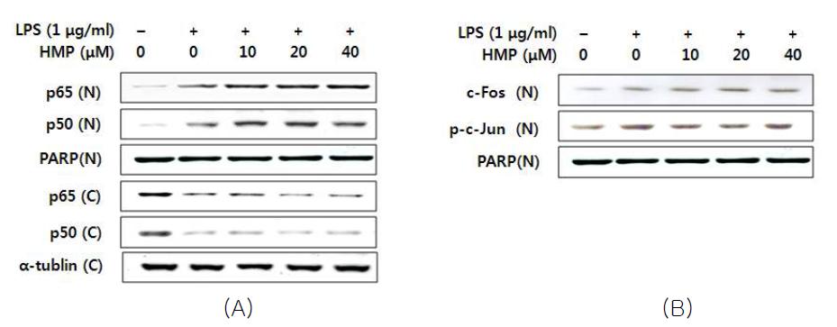 Effect of MCR 3019 (HMP) on the translocation of NF-κB (A) and AP-1 (B)