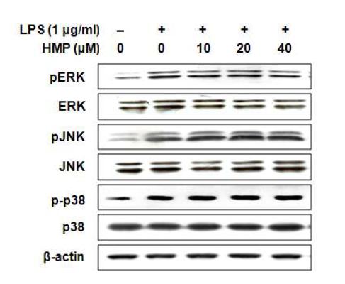 Effect of MCR 3019 (HMP) on phosphorylation of MAPKs