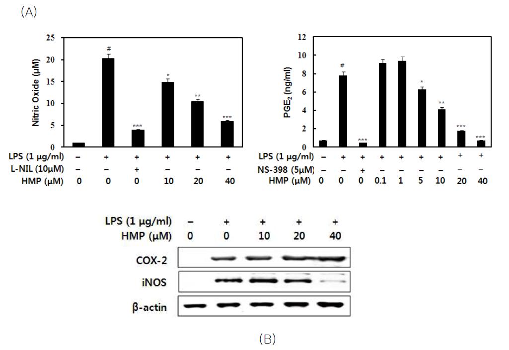 Effects of MCR 3019 (HMP) on production of NO and PGE2 (A) andexpression iNOS of COX-2 expression (B) in LPS-induced peritoneal macrophages