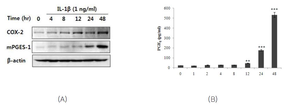 Induction of COX-2 and mPGES-1 expression (A) andPGE2 production (B) in IL-1β-induced MH7A cells