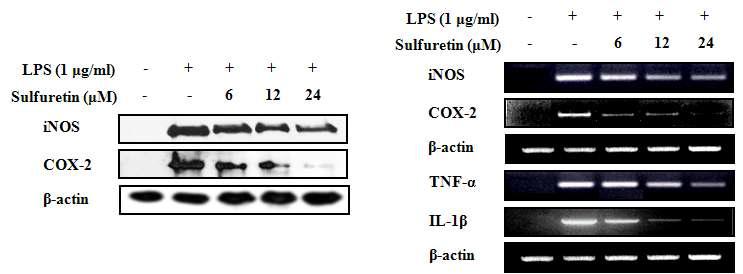 Inhibitory effects of sulfuretin on the expressions of iNOS, COX-2and cytokines in LPS-induced RAW 264.7 cells