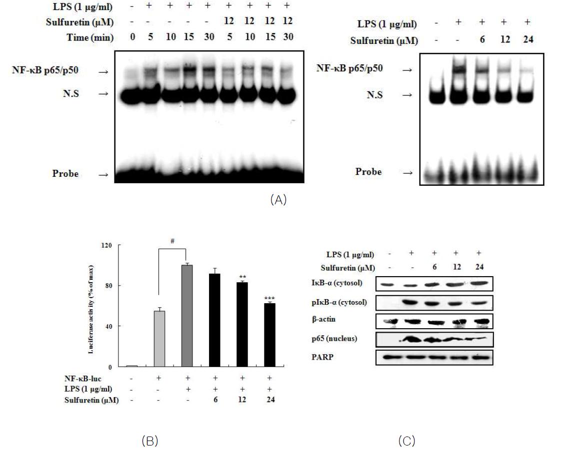 Inhibitory effects of sulfuretin on NF-κB activation