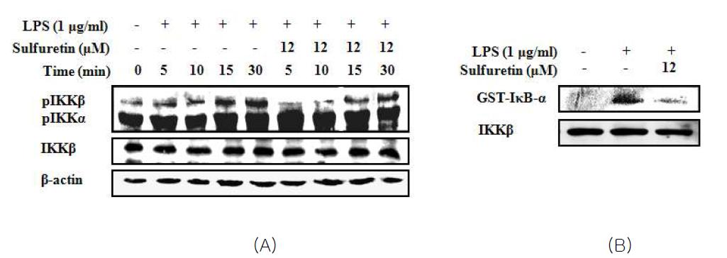 Inhibitory effects of sulfuretin on IKK phosphorylation and IKK kinase activity