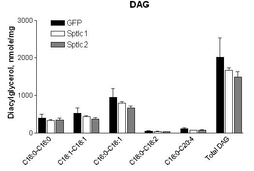 HepG2 간 세포에서 Sptlc1과 Sptlc2 과발현에 의한 세포 내 diacylglycerol(DAG) 농도변화.