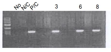 간특이 Sptlc2 과발현 마우스의 genotyping.