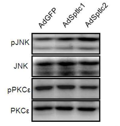 HepG2 세포에서 Sptlc1과 Sptlc2 과발현에 의한 pJNK과 pPKC의 변화
