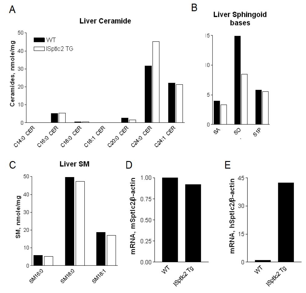 간 특이 hSptlc2 과발현 마우스 F08 line의 간에서 스핑고지질 농도 (A,B,C), 마우스 Sptlc2 (mSptlc2)의 발현 (B), human Sptlc2 (hSptlc2)의 발현. Cer, ceramide; SA, sphinganine; SO, sphingosine; dhCer, dihydroceramide; SM, sphingomyelin. n=1.